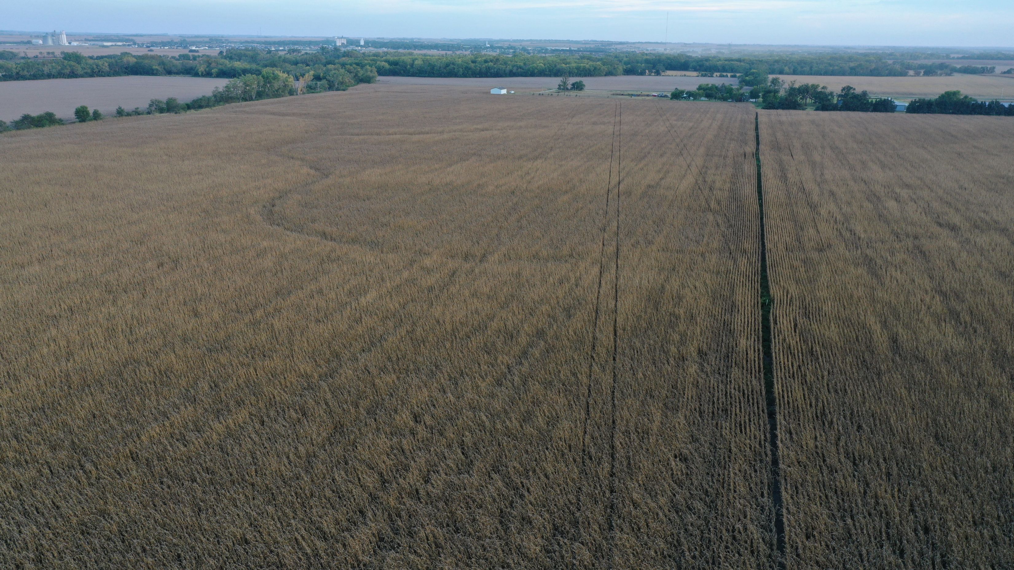 Listing Photo: West boundary - Burg farm looking S